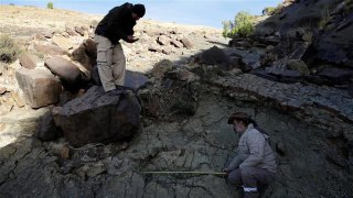 کشف فسیل ۸۰ میلیون ساله