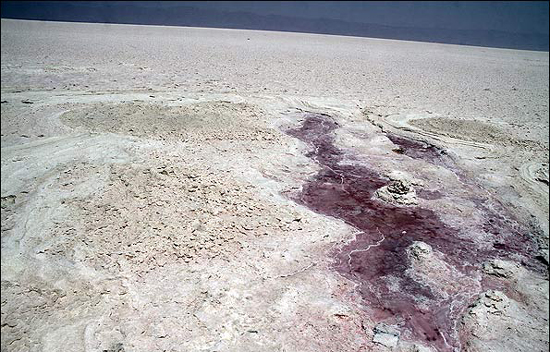 از اشتباهی به نام تنگ سرخ،تا اتهام سگ کشی که به هیچ نهادی وارد نیست از اشتباهی به نام تنگ سرخ،تا اتهام سگ کشی که به هیچ نهادی وارد نیست