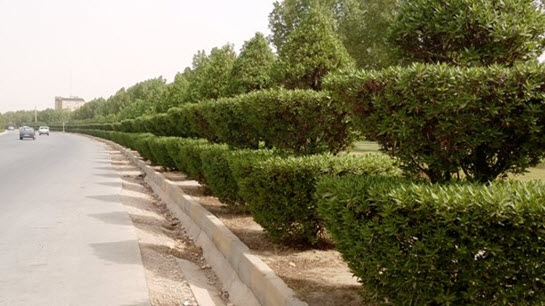 آیا کنوکارپوس ها مقصر تنگی نفس خوزستانی ها هستند؟ آیا کنوکارپوس ها مقصر تنگی نفس خوزستانی ها هستند؟
