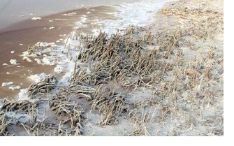 حجم روزافزون زهاب های نیشکر خرمشهر و شهرهای اطراف را در معرض آسیب قرار داده است