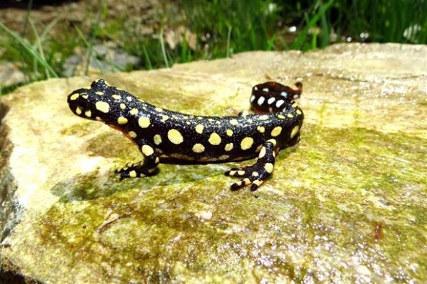 سمندر آذربایجانی برای نخستین بار مشاهده و ثبت شد سمندر آذربایجانی برای نخستین بار مشاهده و ثبت شد