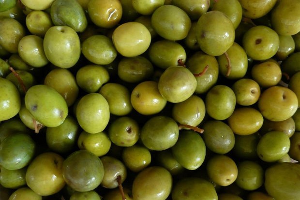 خسارت آفت مگس زیتون در استان کمتر از ۴ درصد