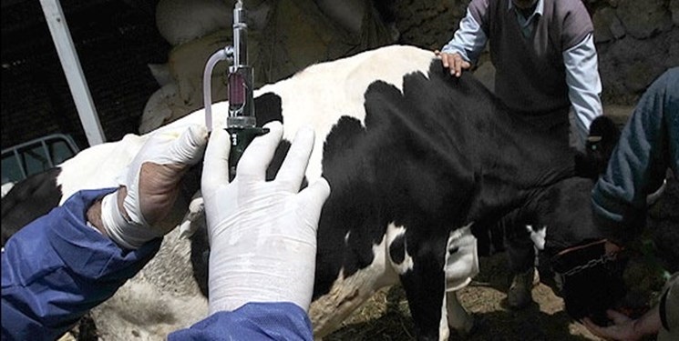 افزایش 36 درصدی واکسیناسیون تب برفکی در زنجان