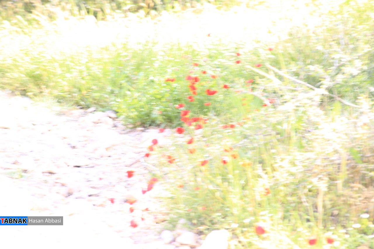 تنگ خلیل