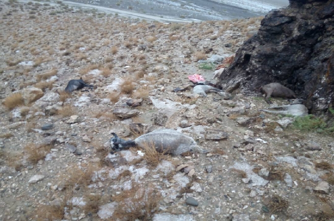 تگرگ به کوهشاه احمدی/تلف شدن بیش از 400 راس دام و از بین رفتن لوله کشی آب منازل+عکس وفیلم