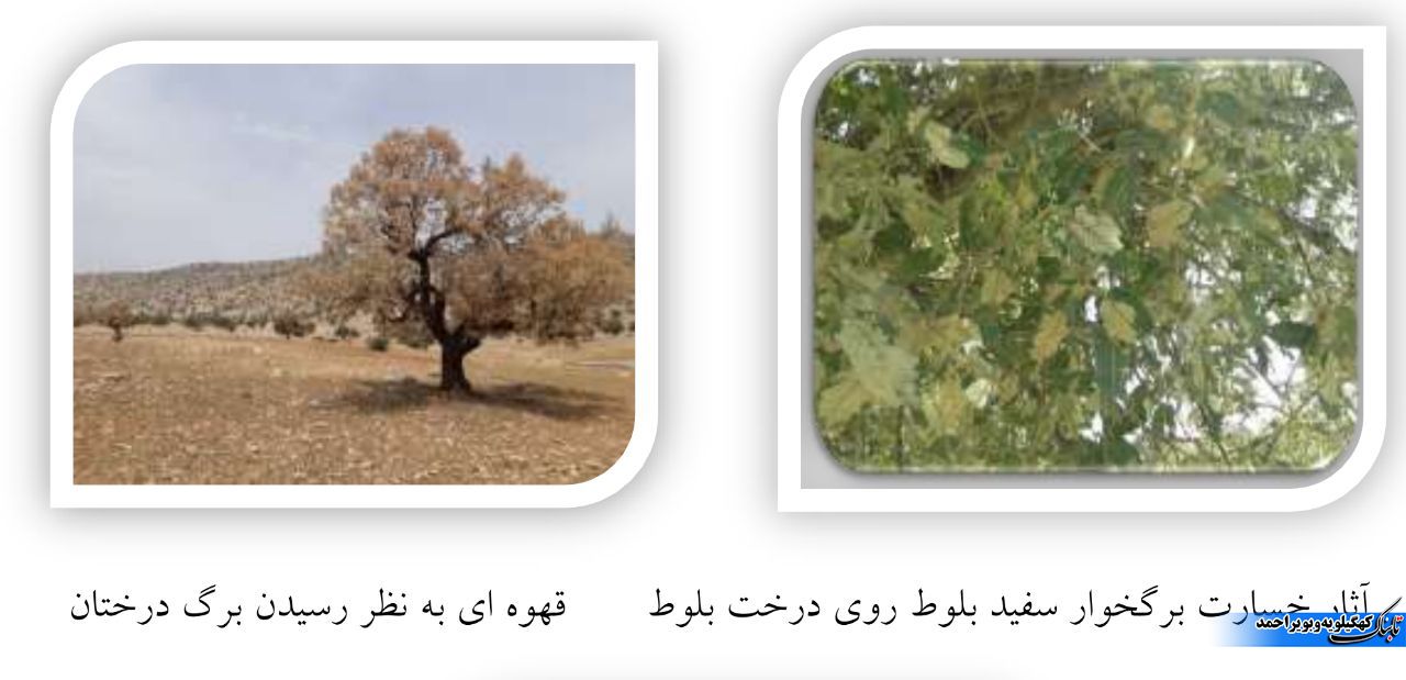 آفت برگ خوار بلوط و آنچه که کمتر می دانیم / توقع بیجا ایجاد نکنیم !