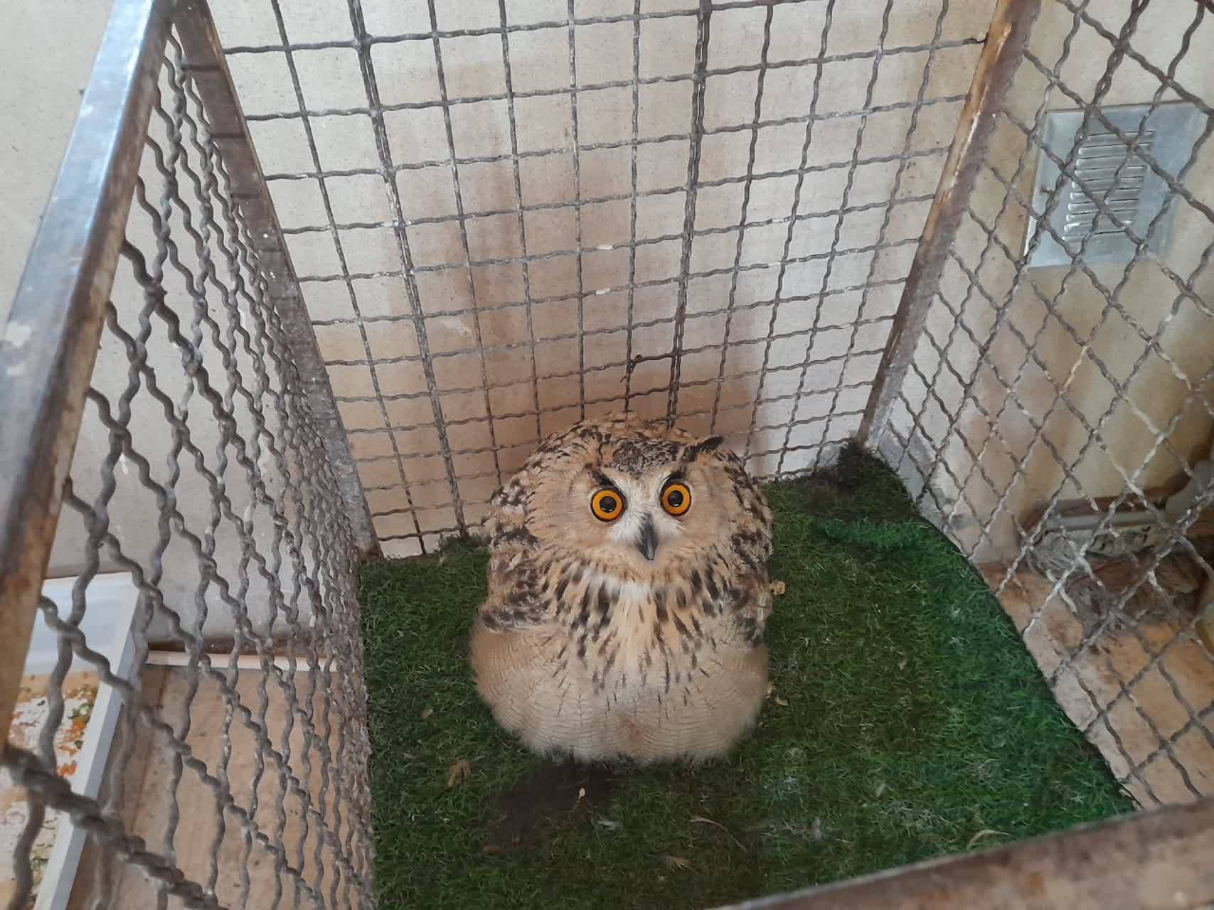 یکی از بزرگترین گونه های جغد ایرانی تحویل محیط زیست استان البرز شد