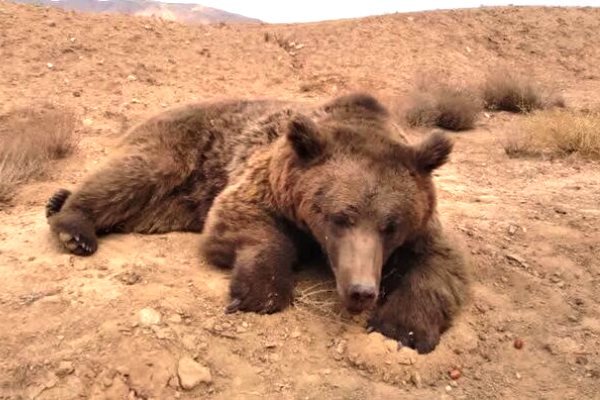 جادههای اطراف شاهوار مسیر مرگ خرس قهوهای؛ تلفات خرس قهوهای در اطراف کوههای شاهوار اتفاق تلخ تکراری است جادههای اطراف شاهوار مسیر مرگ خرس قهوهای؛ تلفات خرس قهوهای در اطراف کوههای شاهوار اتفاق تلخ تکراری است