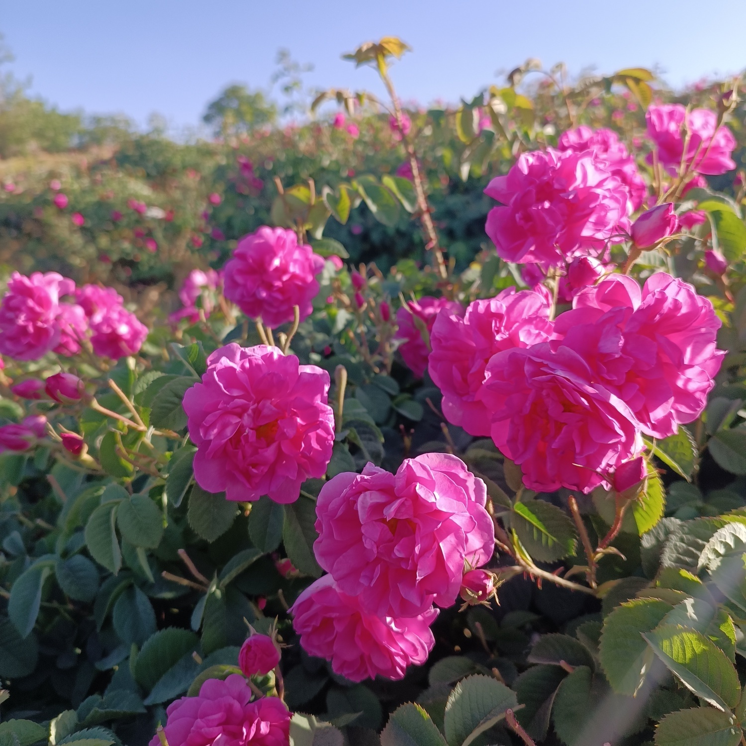 خنکترین منطقه کرمان با شهرت جهانی در عطر و طعم گلاب/لالهزار نامزد شایسته خنکترین منطقه کرمان با شهرت جهانی در عطر و طعم گلاب/لالهزار نامزد شایسته