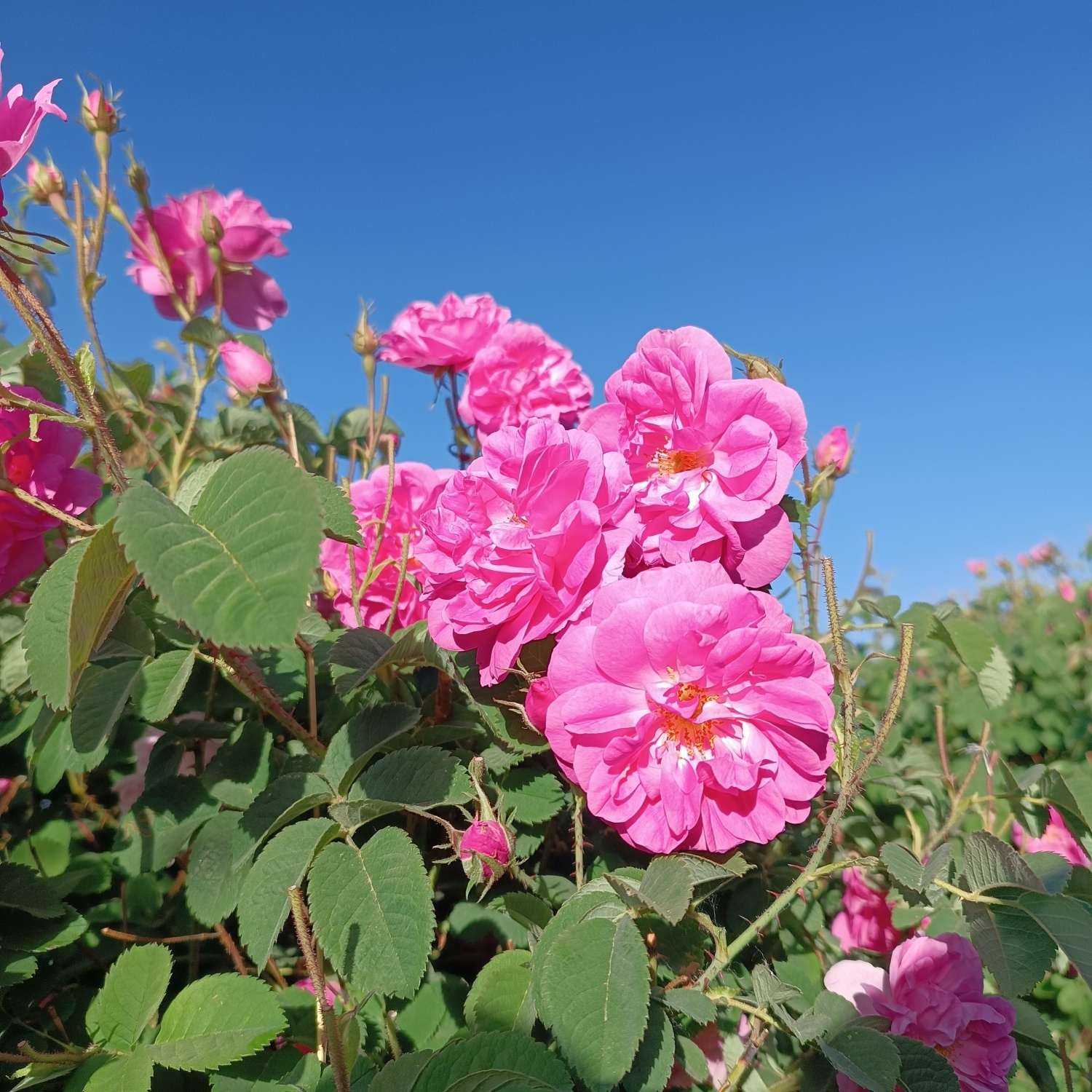 خنکترین منطقه کرمان با شهرت جهانی در عطر و طعم گلاب/لالهزار نامزد شایسته خنکترین منطقه کرمان با شهرت جهانی در عطر و طعم گلاب/لالهزار نامزد شایسته