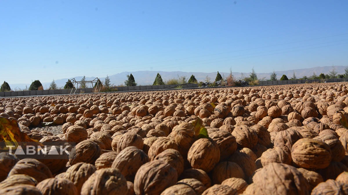 برداشت گردو اصلاح شده با دستگاه مکانیزه برداشت گردو اصلاح شده با دستگاه مکانیزه