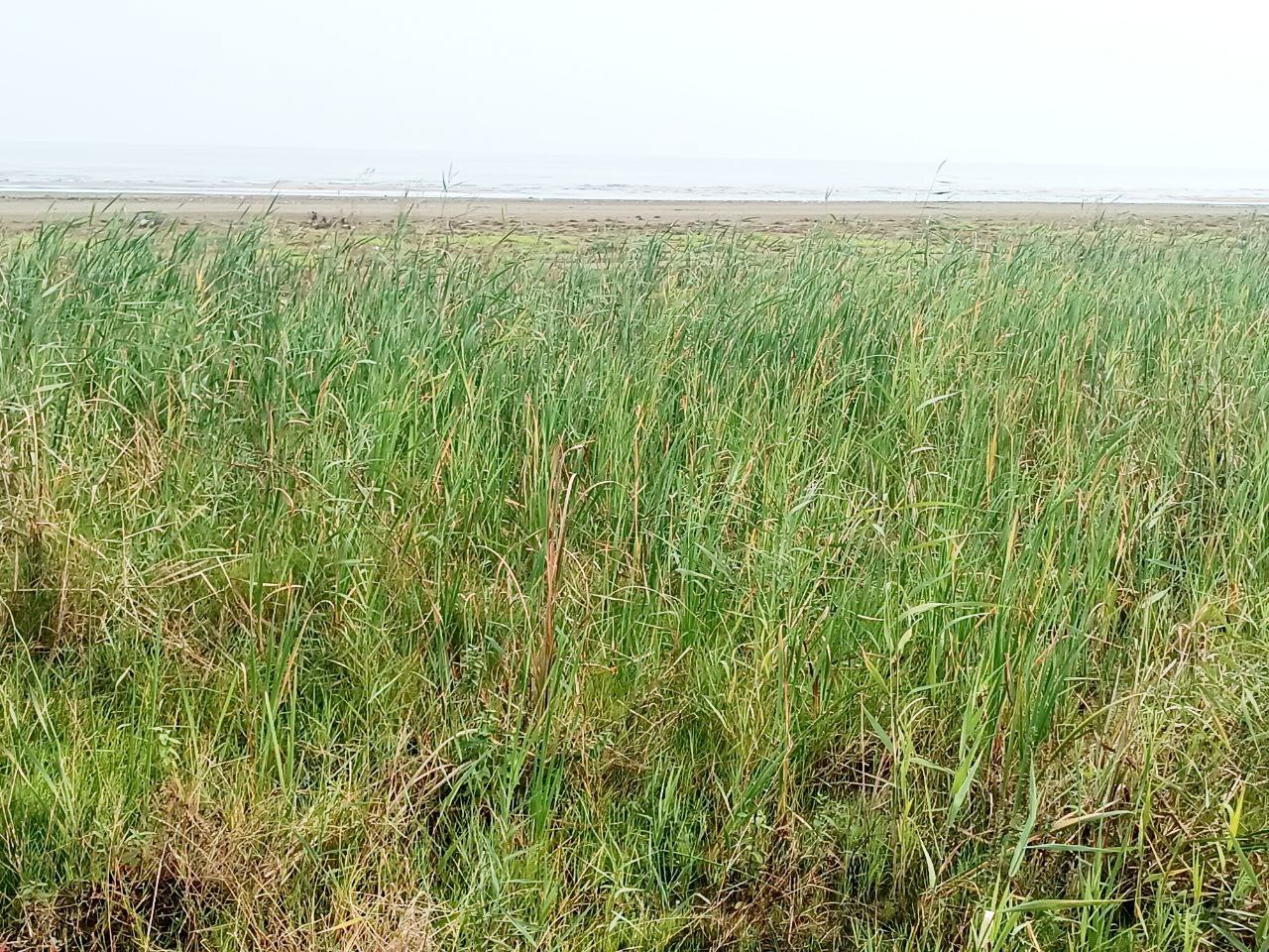 عقبنشینی ۲۰۰ متری خزر در شمال کشور/هشدار بزرگ برای شمال ایران عقبنشینی ۲۰۰ متری خزر در شمال کشور/هشدار بزرگ برای شمال ایران