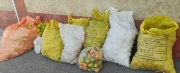 پایان سرقت‌های مرکبات با عملیات پلیس در ساری