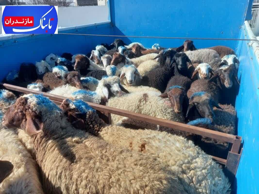 دستگيری سارقان احشام در سوادکوه