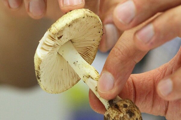 به هیچوجه قارچهای خودرو را مصرف نکنید! به هیچوجه قارچهای خودرو را مصرف نکنید!
