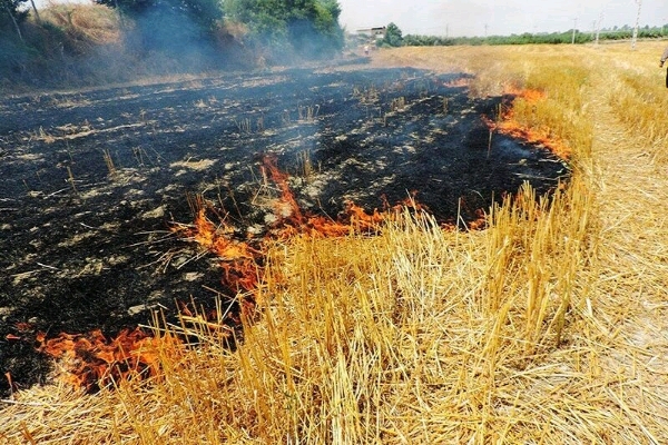 آتشزدن کاه و کلش؛ تهدیدی برای خاک، امنیت غذایی و محیطزیست است آتشزدن کاه و کلش؛ تهدیدی برای خاک، امنیت غذایی و محیطزیست است