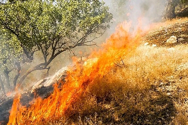 مهار آتشسوزی جنگلهای اَرمَند پس از ۱۰ ساعت / بیش از ۹۵ درصد حریقهای استان ناشی از عامل انسانی است