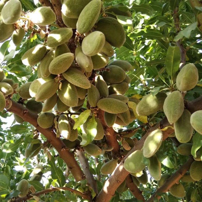 ۳۶ هزار تن طلای سبز؛ چهارمحال و بختیاری روی سکوی قهرمانی بادام کشور ۳۶ هزار تن طلای سبز؛ چهارمحال و بختیاری روی سکوی قهرمانی بادام کشور