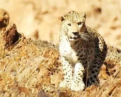 مشاهده پلنگ ایرانی در منطقه حفاظت شده قمصر و برزک کاشان