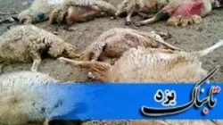 حمله گرگ‌ها به یک دامداری در یزد